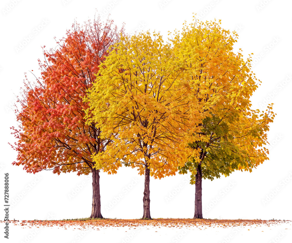 Wall mural autumn tree png file transparent background