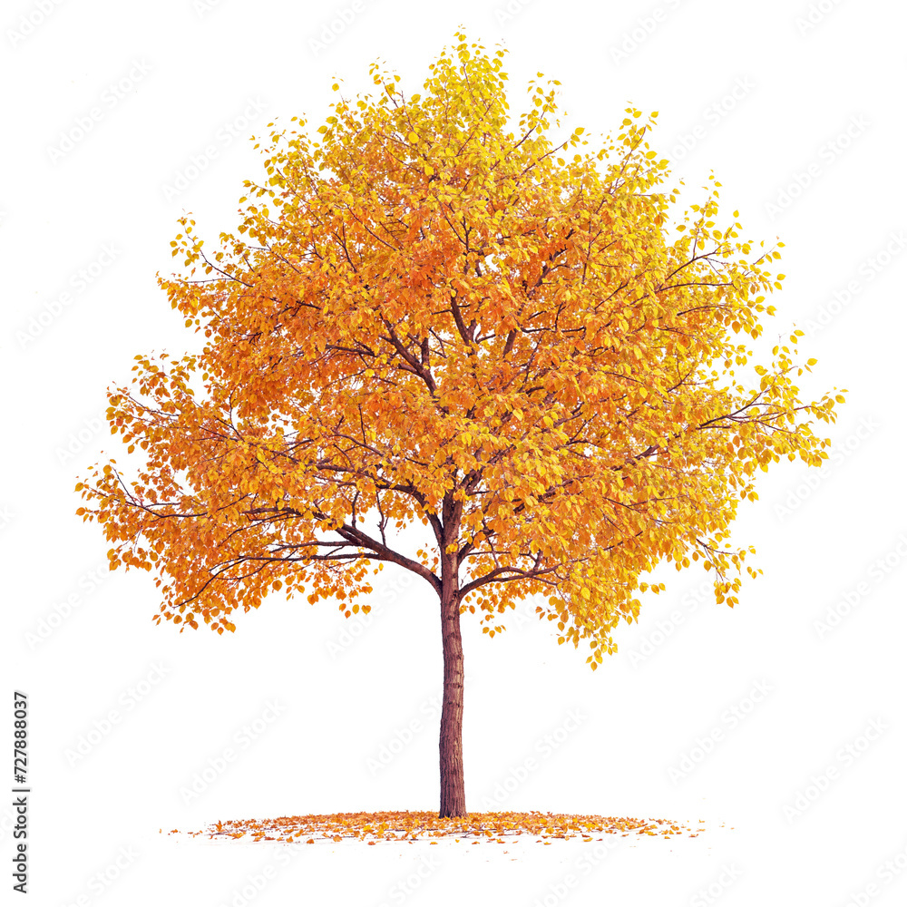 Canvas Prints autumn tree png file transparent background