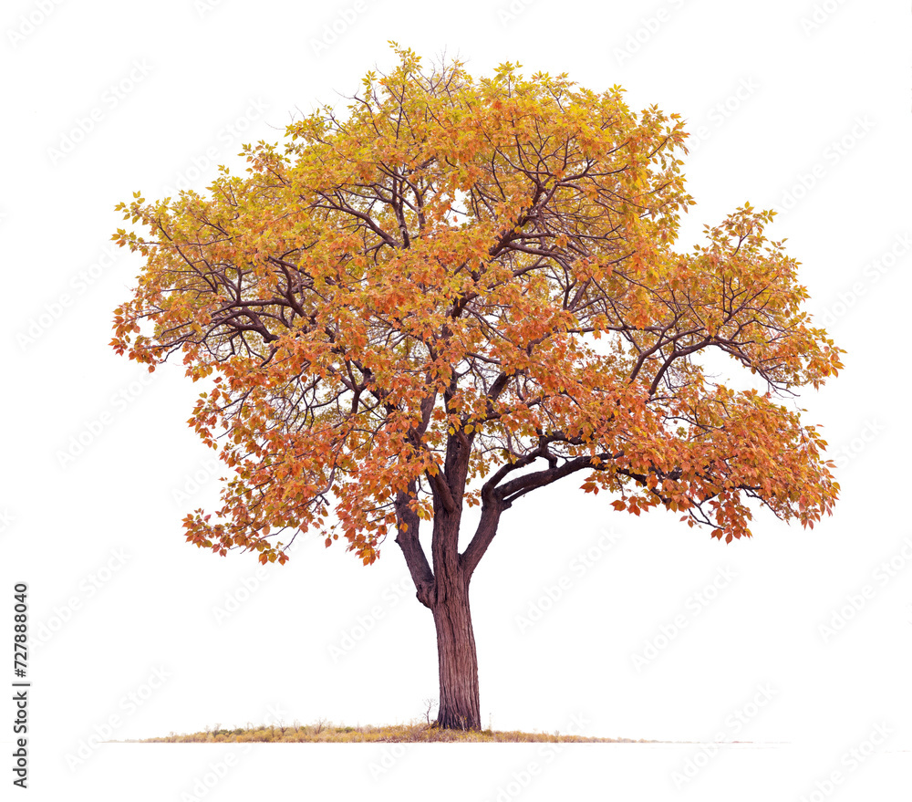Canvas Prints autumn tree png file transparent background