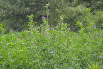 grass in the garden