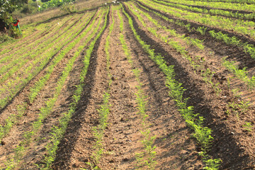 Fototapeta na wymiar Young chick pea plants in ploughed field. Close up of chick pea or chana plantation in India. Also known as chickpea, cicer arietinum, gram, chhana, chana etc.