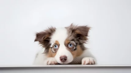 Fotobehang Cute sweet puppy of Australian shepherd or pet posing isolated on white wall, Dog isolated on white background, AI generated © Iqra Iltaf