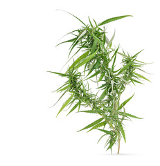 Marijuana trees for medical use are used separately isolated on white background