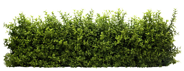 Lush green hedge trimmed neatly, cut out