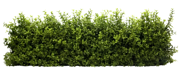 Fotobehang Lush green hedge trimmed neatly, cut out © Yeti Studio