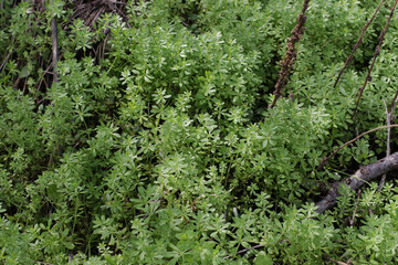 Obraz premium Cleavers, Galium aparine, seedling, sprout. The Cleavers Galium aparine have been used in the traditional medicine for treatment of disorders of the diuretic, lymph systems and as a detoxifier