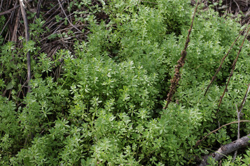Cleavers, Galium aparine, seedling, sprout. The Cleavers Galium aparine have been used in the traditional medicine for treatment of disorders of the diuretic, lymph systems and as a detoxifier