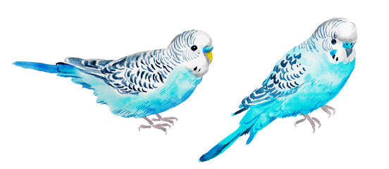 Watercolor hand painted illustration of  blue parrot, budgie , blue parrot ,budgerigar , bird, watercolor illustration , birds , turquoise	 - obrazy, fototapety, plakaty