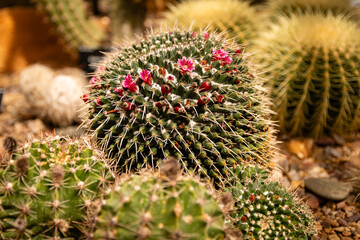 cactus in the desert