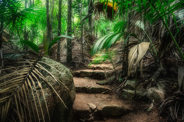 Stone steps in a tropical jungle