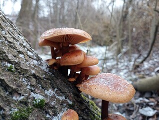 A group of poisonous mushrooms on a leaning tree trunk in winter and covered with fine snow...