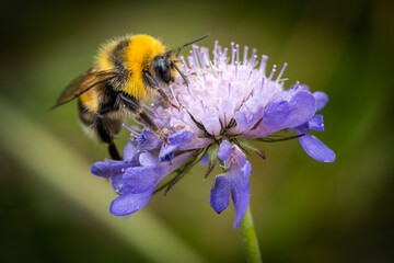 Hummel