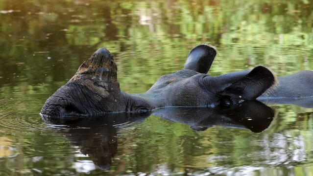 The Indian rhinoceros (Rhinoceros unicornis) head close-up in water, perk up ears and bubbling the water with breath, other names: Indian Rhino, the Greater One-horned Rhinoceros, animal in the family