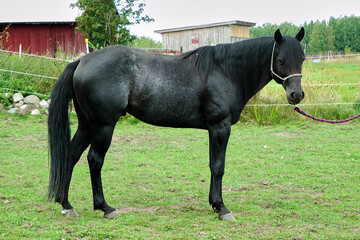 Beautiful American Quarter Horse black stallion in a meadow in summer in Skaraborg Sweden