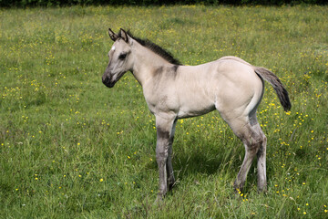 Obraz na płótnie Canvas Beautiful Quarter Horse foal on a sunny day in a meadow in Skaraborg Sweden