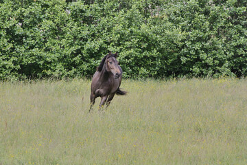 Fototapeta premium Beautiful brown American Quarter Horse mare on a meadow in summer in Skaraborg Sweden