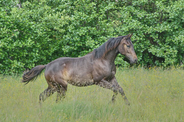 Obraz na płótnie Canvas Beautiful brown American Quarter Horse mare on a meadow in summer in Skaraborg Sweden