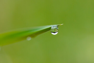 suspension in time, water drop on green leaf