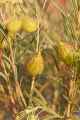 milkweed, wild cotton or Gomphocarpus fruticosus is a shrub with ovoid fruits found commonly in southern africa