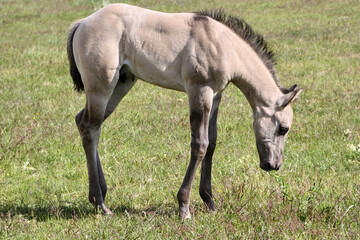 Naklejka na ściany i meble Beautiful Quarter Horse foal on a sunny day in a meadow in Skaraborg Sweden