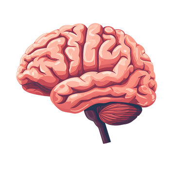 a brain with a white background