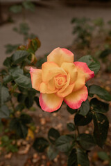 Orange terry rose in the rose garden. the rose of the first year of flowering
