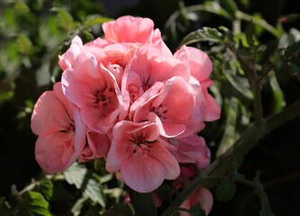 colorful,pink and red flowers of pelargonium - geranium potted plant
