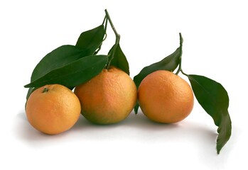 juicy,delicious oranges close uup isolated