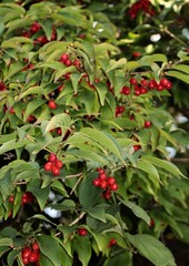 cornus mas tree with red,ripe,edible fruits