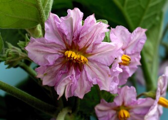 aubergine plant with lila flowers close up