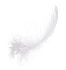 curl of isolated polar owl white single feather