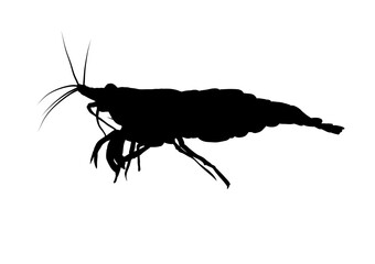 Silhouette of shrimp, crustacean - vector illustration