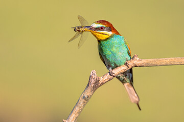 European Bee Eater perched on Branch with dragonfly