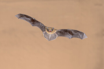 Flying Pipistrelle Bat on bright background