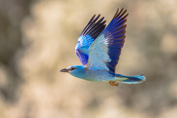 European roller in flight on bright background