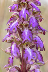 Giant wild Orchid in bloom