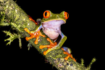 Red eyed leaf Frog on brach in tropical forest
