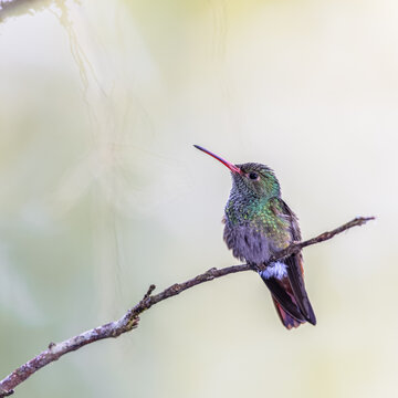 Rufous tailed Hummingbird female resting on twig