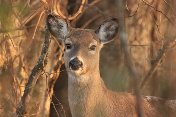 Close Up Doe in the Woods