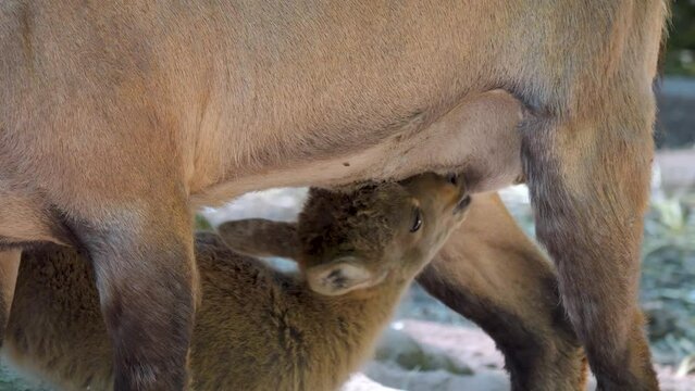 Close up of baby ibex drinking from it's mothers udder