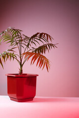 Decorative Areca palm near white wall. Green plants fot home. Eco Life. Freshening of the air. Indoor gardening.