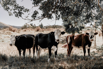 Three cows, two black and white, one brown and black, gazing into the lens, standing under a tree...