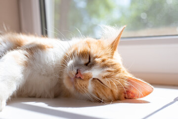 A fluffy cat sleeps on the window, basking in the spring sun