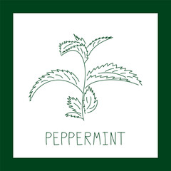 Peppermint herb hand drawn vector line illustration. Healthy natural plant, cooking, aromatherapy, garden, medicinal. Outline sketch floral doodle clipart