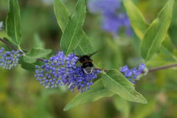 Biene - Hummel auf einer Bartblume Blüte sammelt Pollen 
