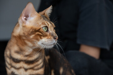 Close up of curious Bengal cat. Bengals take their name from the Asian leopard cat’s scientific...