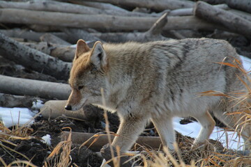 Coyote On The Move, Elk Island National Park, Alberta