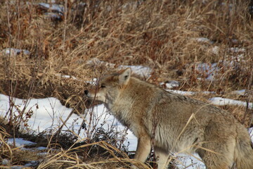 Coyote In The Grass, Elk Island National Park, Alberta