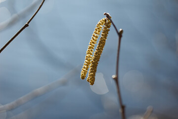 Plant in Autumn with Blue Sky Bokeh Background