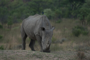 White Rhino